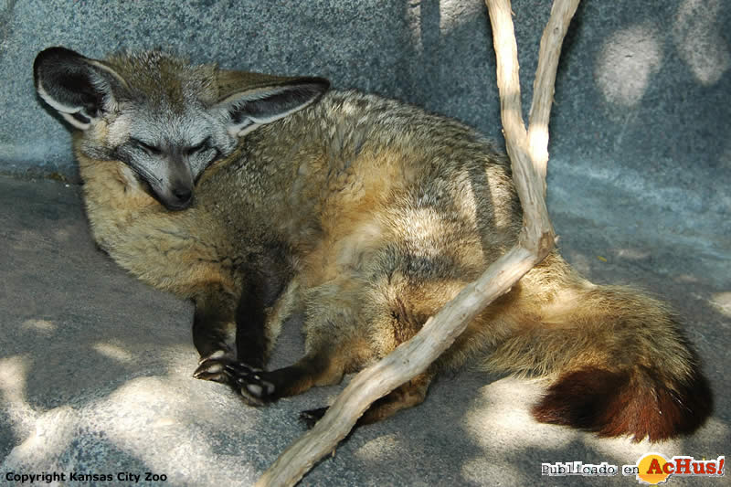 Bat Eared Fox